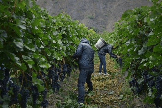 说明: 21-葡萄酒课堂-葡萄园管理 说明: 21-葡萄酒课堂-葡萄园管理